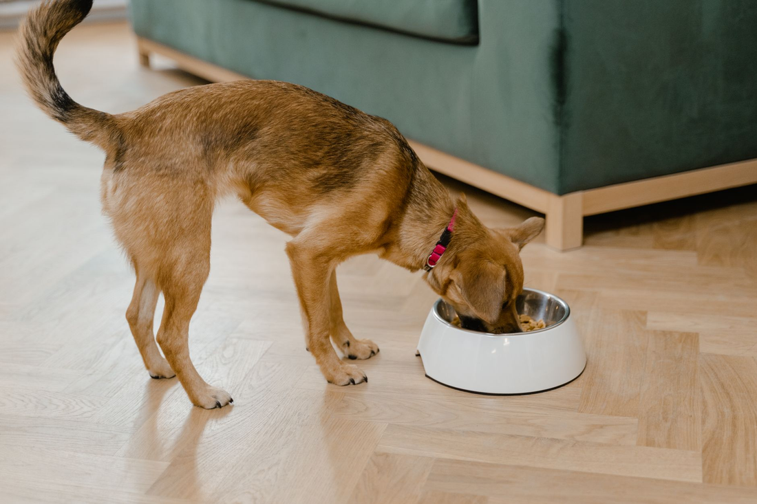 A red-brown dog in a pink collar eating from a white bowl on a light wood floor