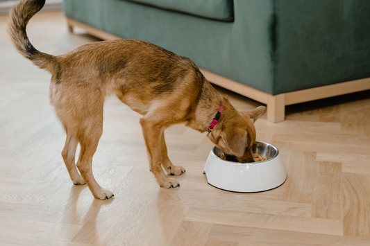 A red-brown dog in a pink collar eating from a white bowl on a light wood floor