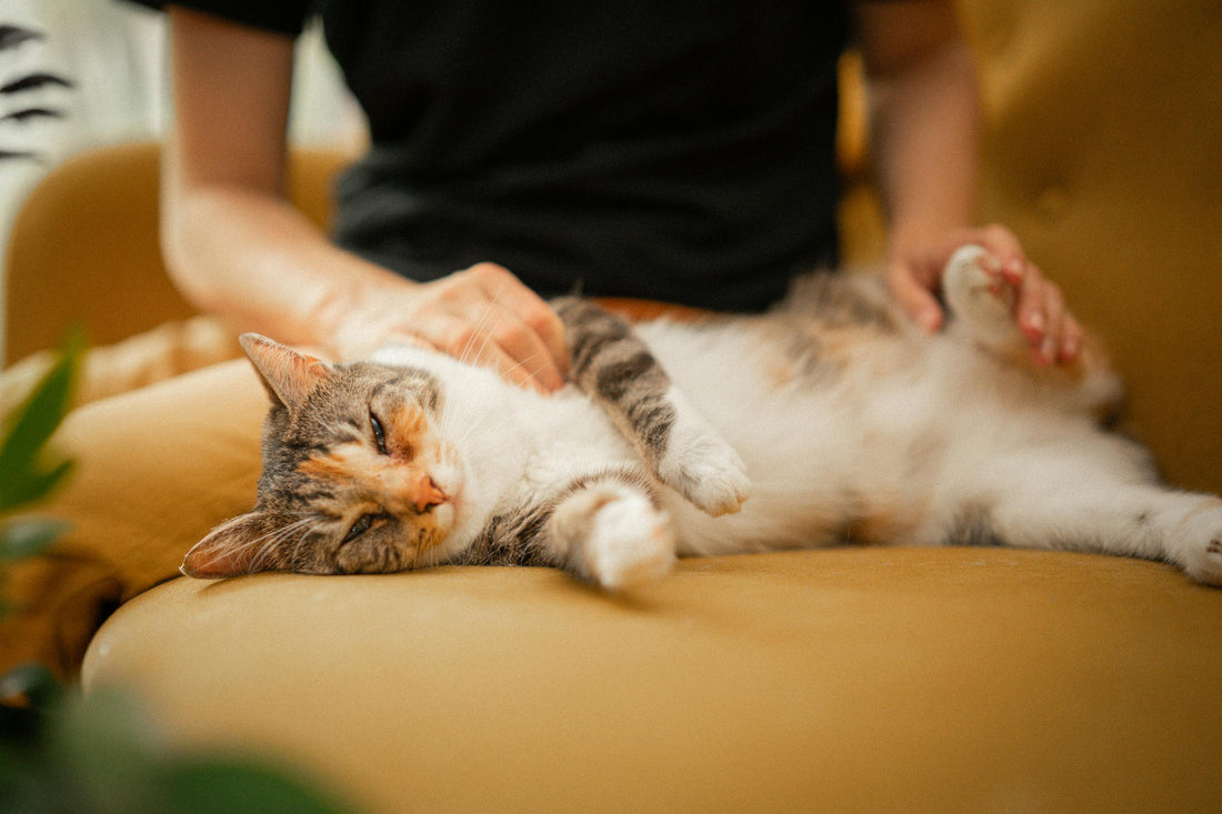 A calm cat curled up in a cozy hideaway space looking relaxed and content