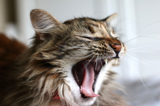 A long-haired brown tabby cat yawning wide with its teeth and tongue visible against a soft white background