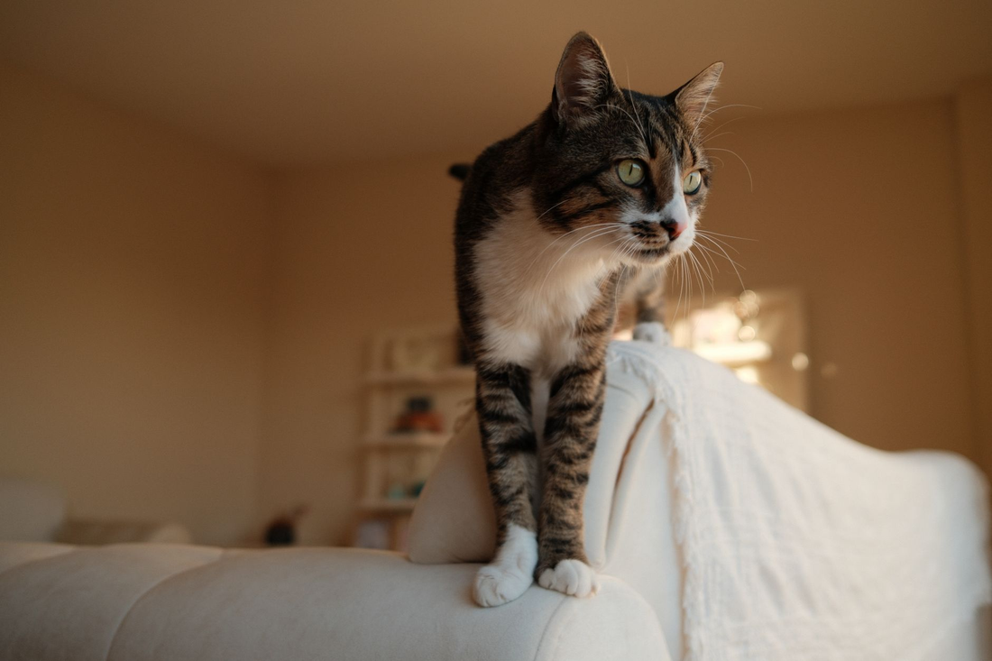 A brown tabby and white cat with green eyes standing alert on the arm of a cream sofa in a warm, softly lit living room