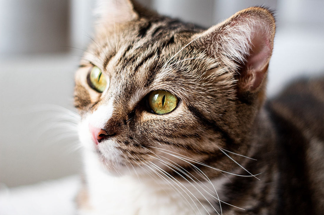 A brown tabby cat with bright green eyes and a white muzzle glancing to one side in soft indoor light