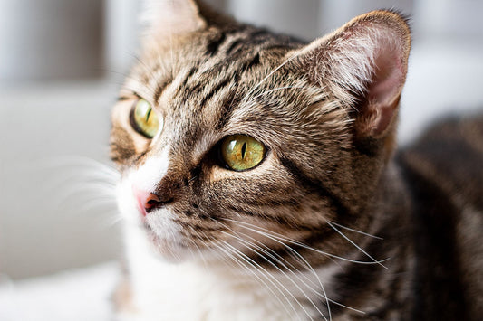 A brown tabby cat with bright green eyes and a white muzzle glancing to one side in soft indoor light