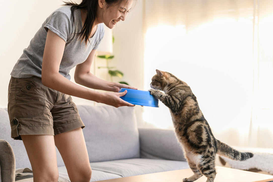 An owner gently examining their cat in a bright comfortable home setting