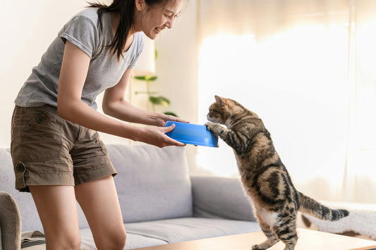 An owner gently examining their cat in a bright comfortable home setting
