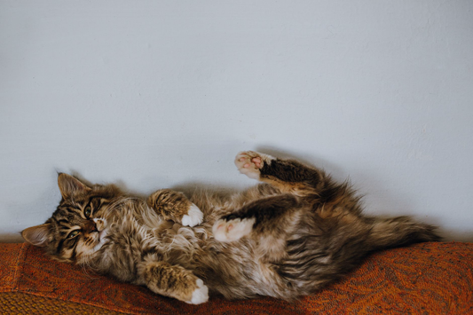 A fluffy tabby cat lying playfully on its back against a plain light wall