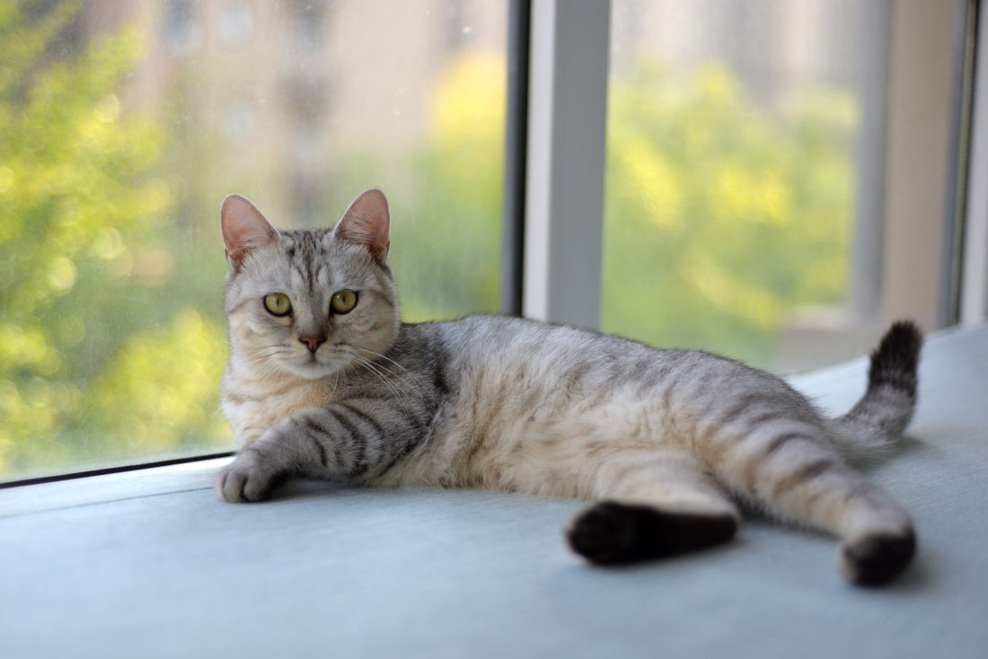 A silver tabby cat lying calmly on a sunny windowsill and looking at the camera