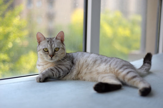 A silver tabby cat lying calmly on a sunny windowsill and looking at the camera