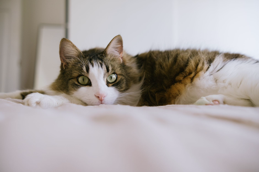 A fluffy brown, white and tabby cat lying on a soft bed, looking calmly toward the camera with wide green eyes