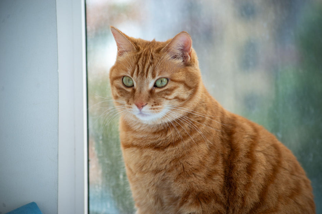A ginger tabby cat sitting calmly beside a window and looking off to the side