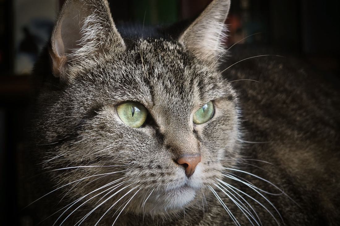 A tabby cat with a gray-frosted face, pale green eyes, and long white whiskers looking calmly to one side