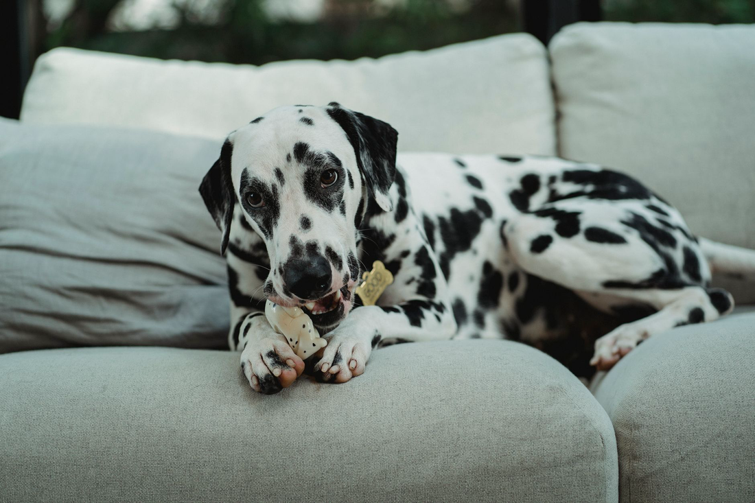 A dalmatian lying on a sofa chewing a bone-shaped dog chew