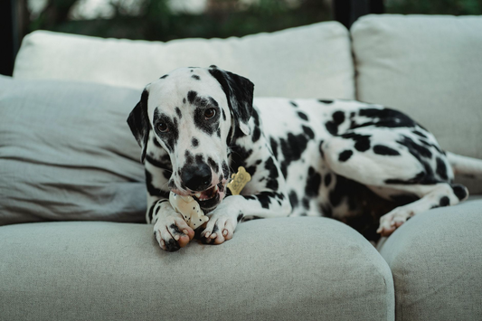 A dalmatian lying on a sofa chewing a bone-shaped dog chew