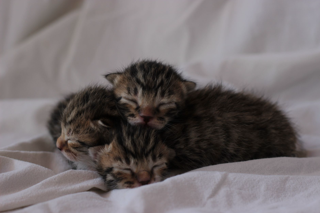 Two newborn tabby kittens curled up asleep together on a soft white blanket