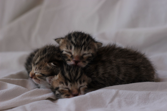 Two newborn tabby kittens curled up asleep together on a soft white blanket