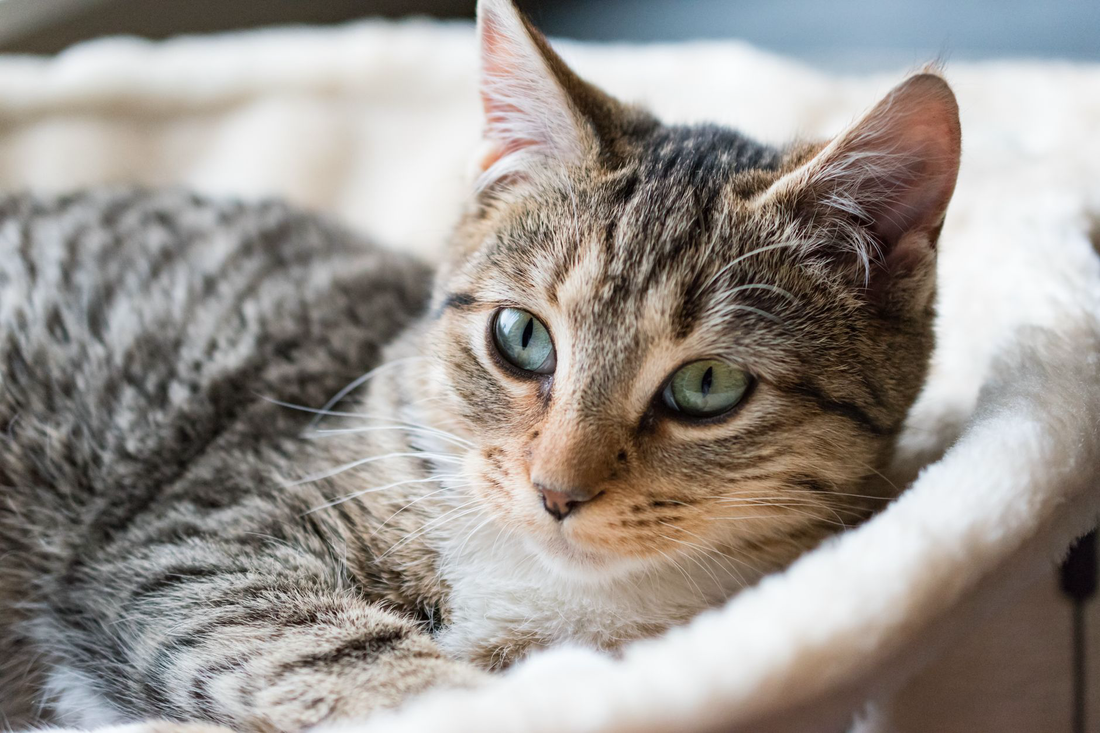 A tabby cat with green eyes resting calmly in a soft white cat bed