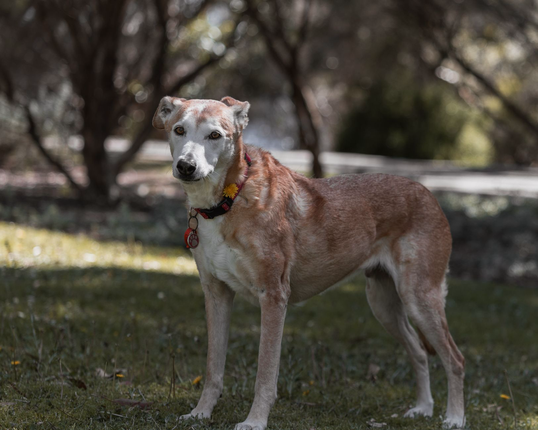 A senior tan and white dog standing on grass in a sunlit park with its weight settled evenly on all four legs