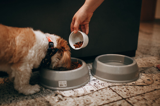 A small dog eating kibble from a bowl while a hand adds more food