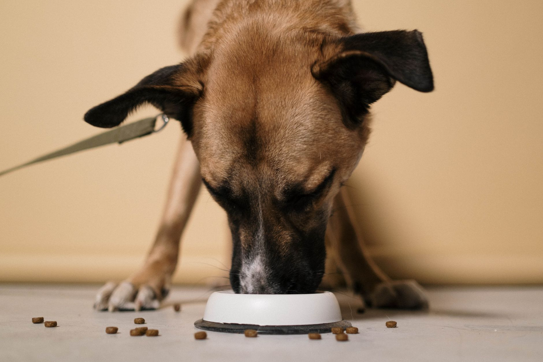 A tan shepherd mix dog lowering its head to eat kibble from a plain white bowl on the floor against a bare cream wall