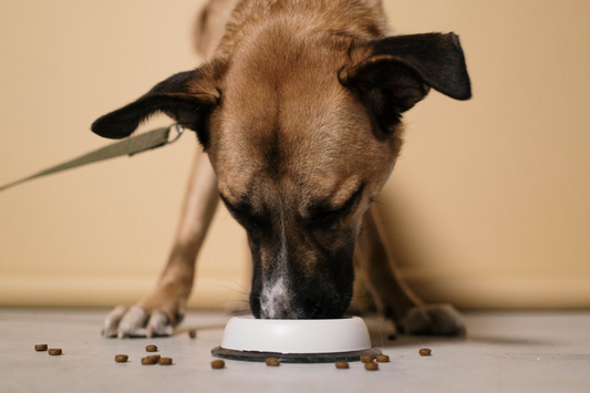 A tan shepherd mix dog lowering its head to eat kibble from a plain white bowl on the floor against a bare cream wall