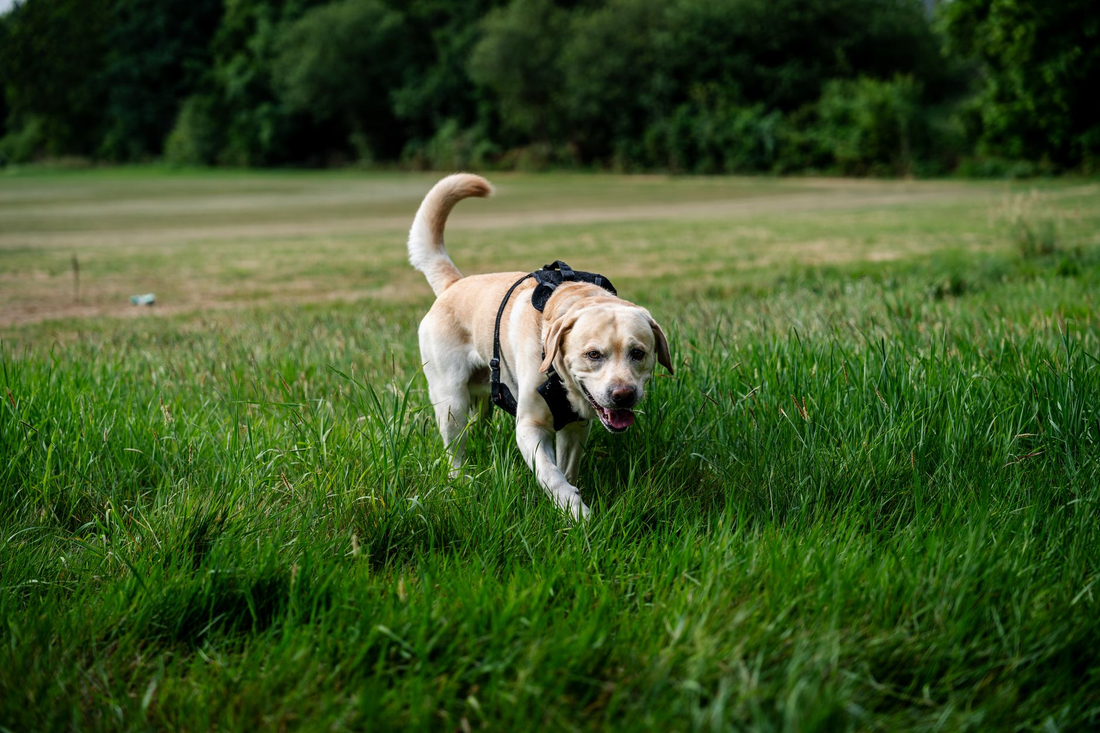 A yellow Labrador Retriever in a black harness walking through a lush green field