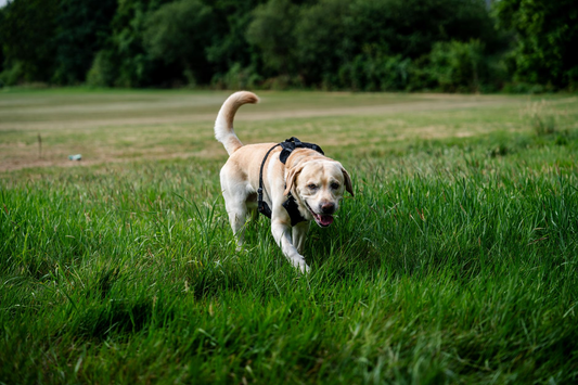 A yellow Labrador Retriever in a black harness walking through a lush green field