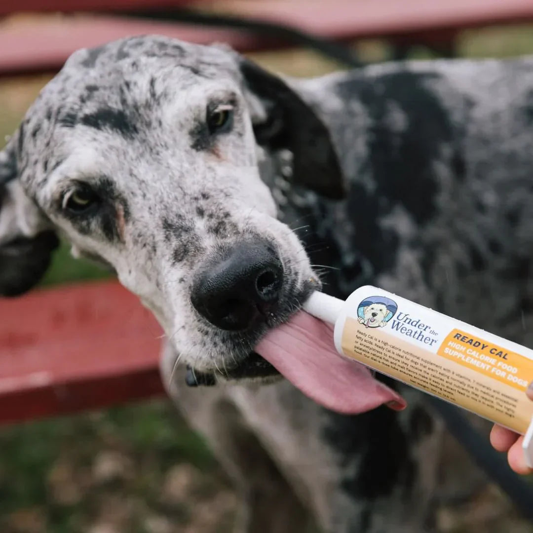 Dog licking a nutrition gel tube held by a person.