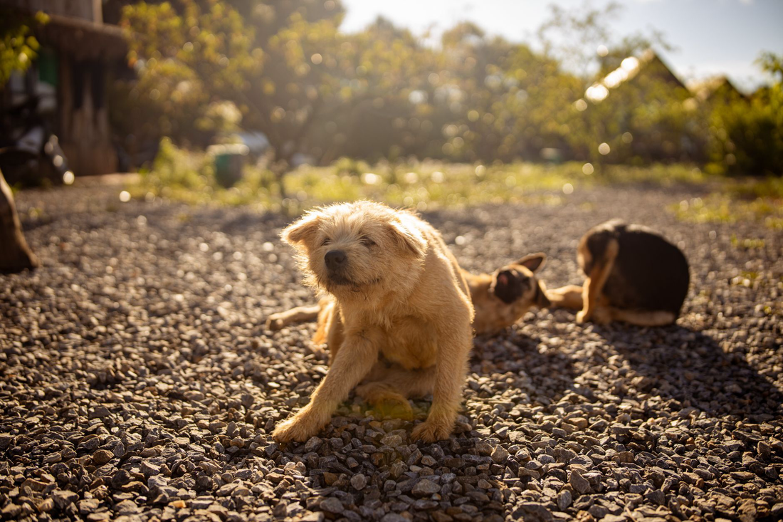 A scruffy tan puppy scratching itself with a hind leg outdoors in warm sunlight