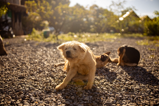 A scruffy tan puppy scratching itself with a hind leg outdoors in warm sunlight