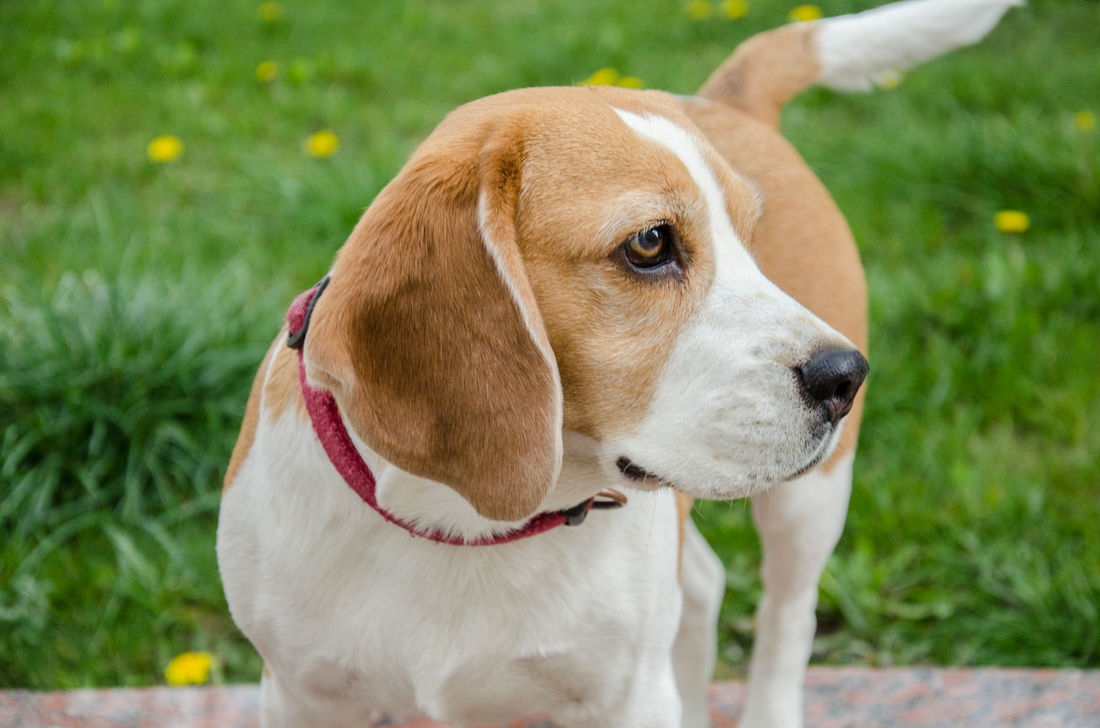 A beagle wearing a red collar standing on green grass and looking to one side