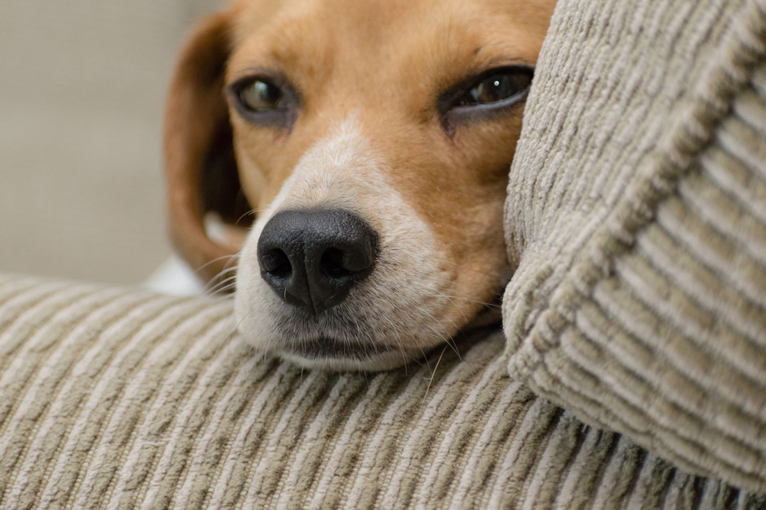 A tired beagle resting its head against a shoulder indoors