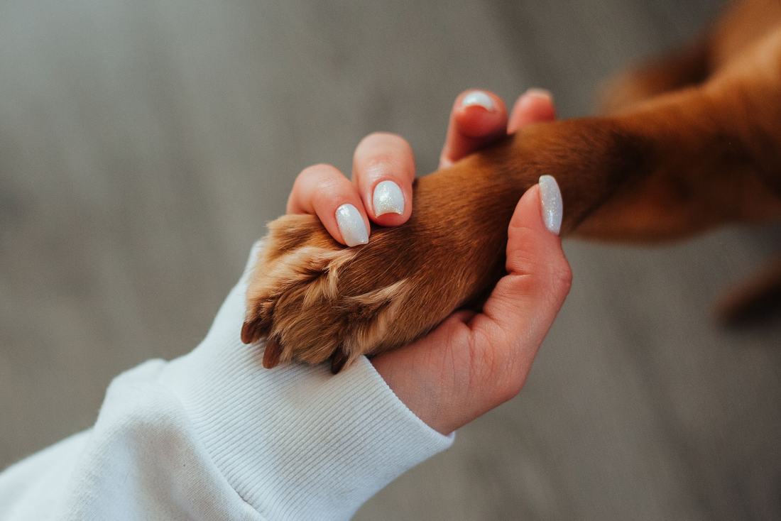 A person in a white sweater gently cradling the front paw of a brown dog in one hand against a soft neutral background