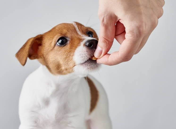 Hand giving a treat to a small brown and white puppy.