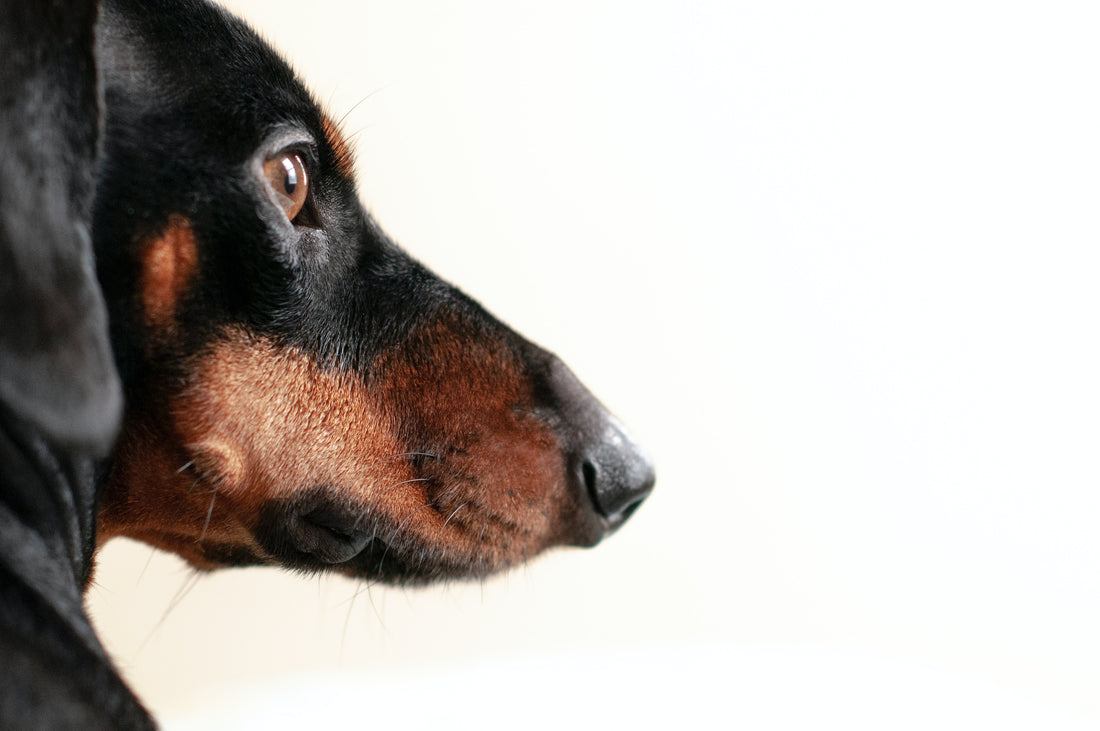 Why Can't My Dachshund Walk? Caring for a Wiener Dog