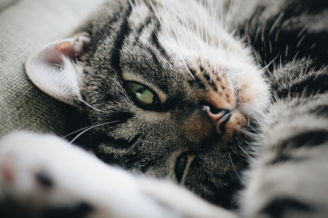 Feline Herpesvirus and L-Lysine Support