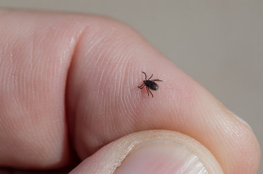 Ticks and Lyme Disease in Dogs