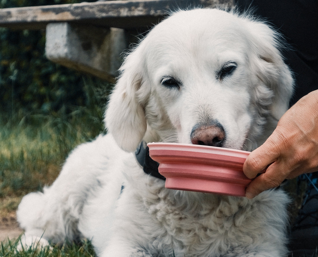 The Importance of Electrolytes for Dogs