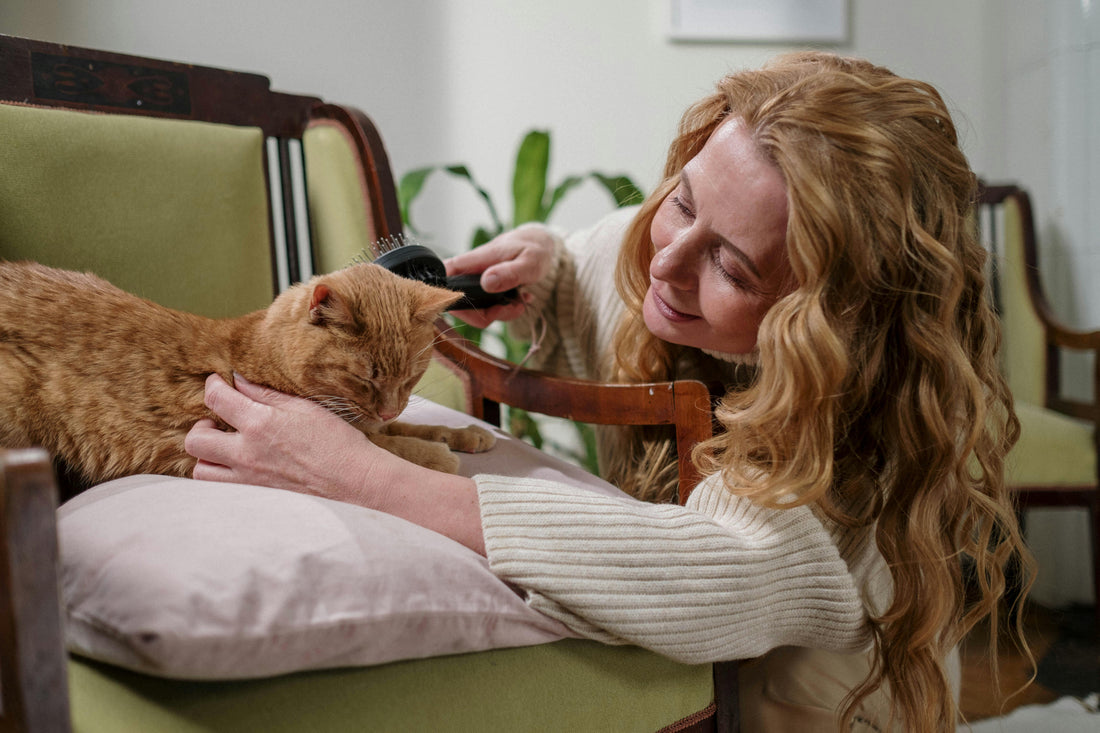 A long-haired cat being gently groomed with a soft brush by its caring owner