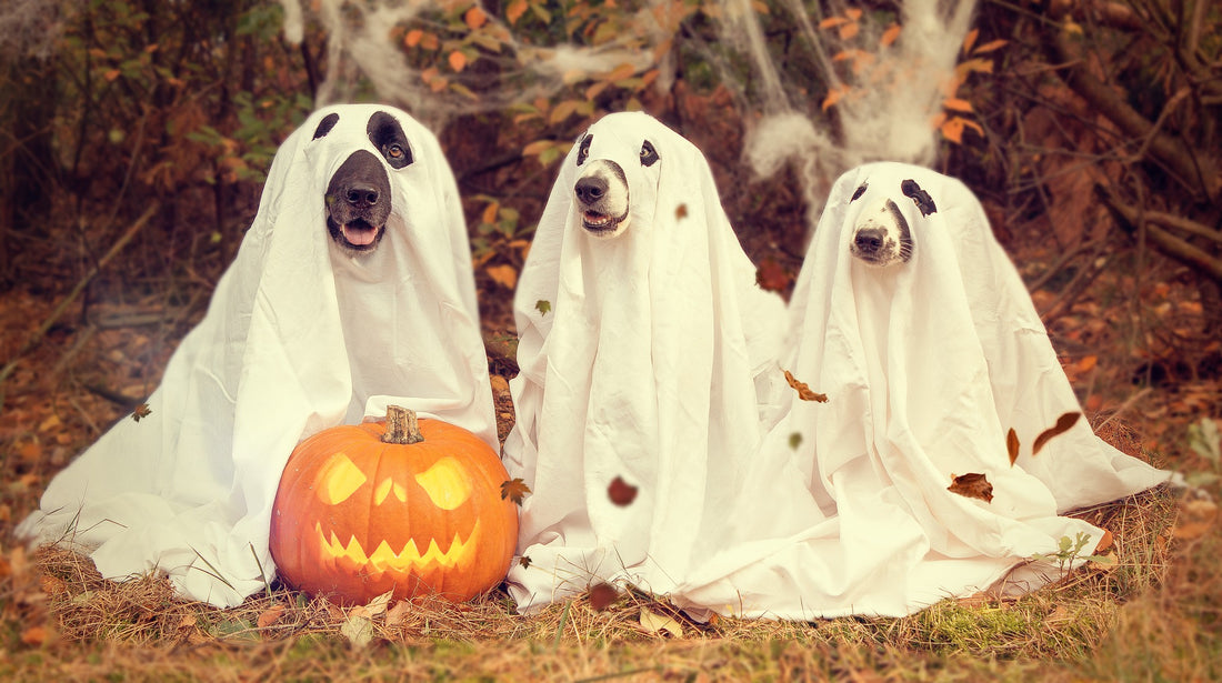 Pet Costumes and Pro-tips for Halloween 2020
