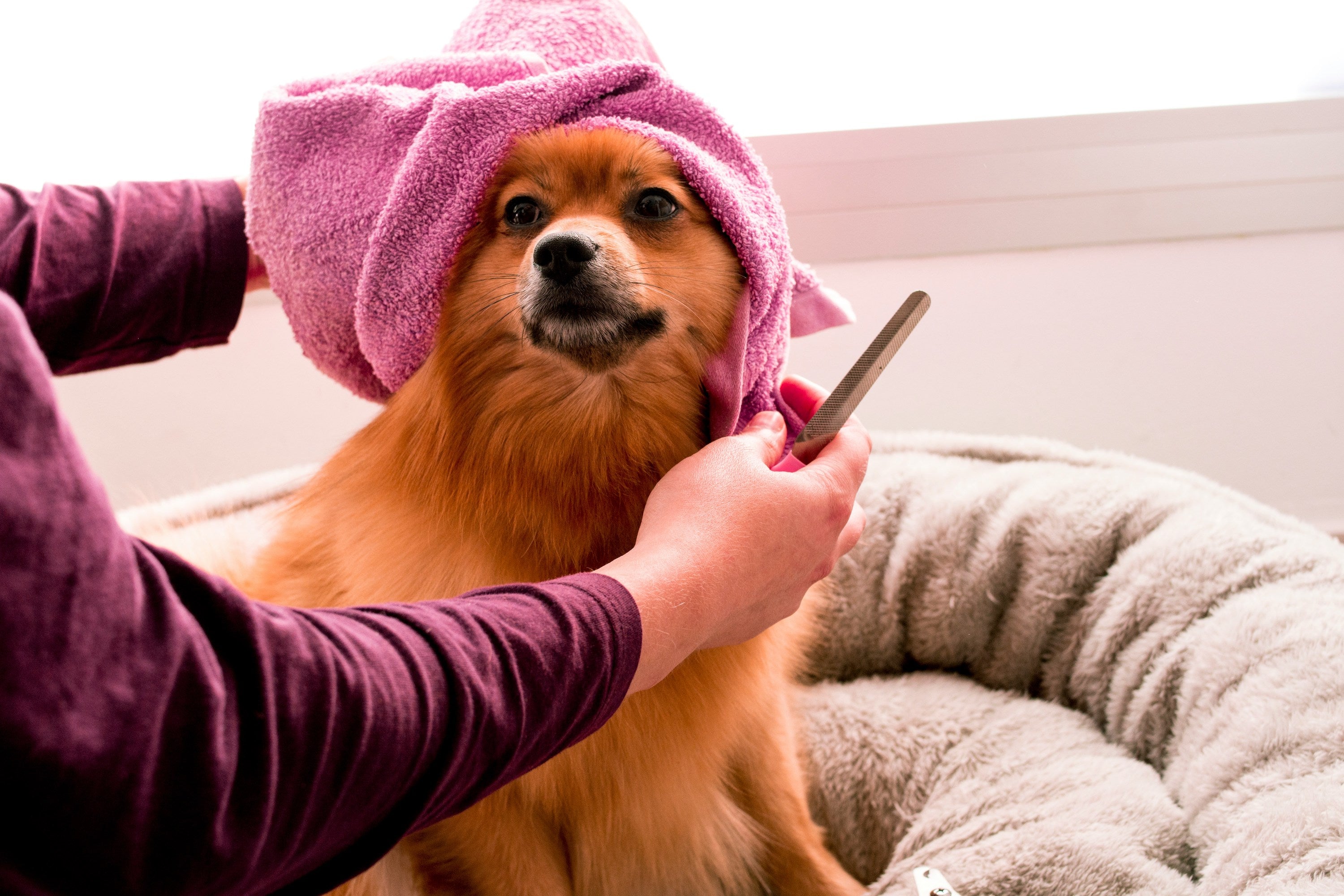 Maintaining a Shiny Dog Coat Tips for Pet Owners Under the Weather