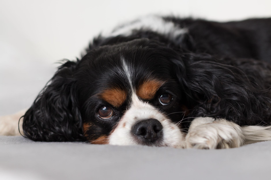 A black, white and tan Cavalier King Charles Spaniel resting its head on its paws on a soft grey blanket and looking calmly at the camera