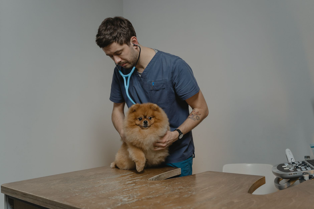 A veterinarian in blue scrubs listening to a small fluffy Pomeranian's heart with a stethoscope on a wooden exam table