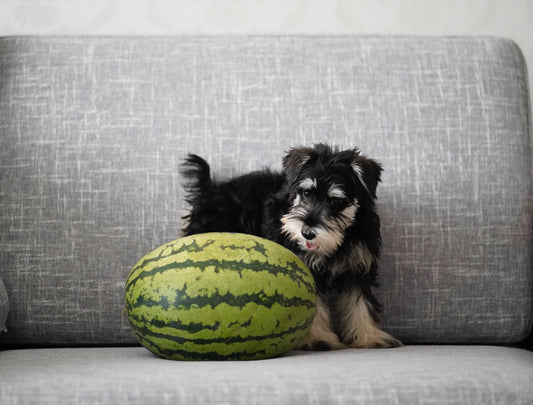 Can I Give My Dog Fruit? Fruits That Are Safe For Dogs