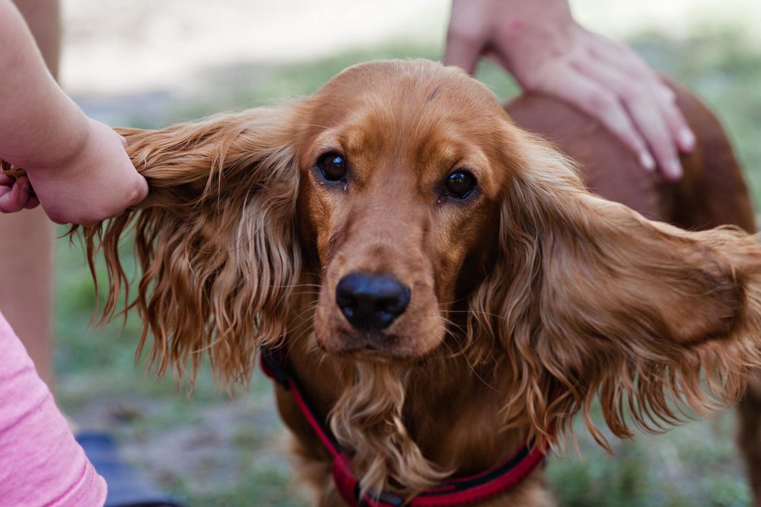 A child gently holds out the long floppy ear of a golden cocker spaniel sitting outside on the grass