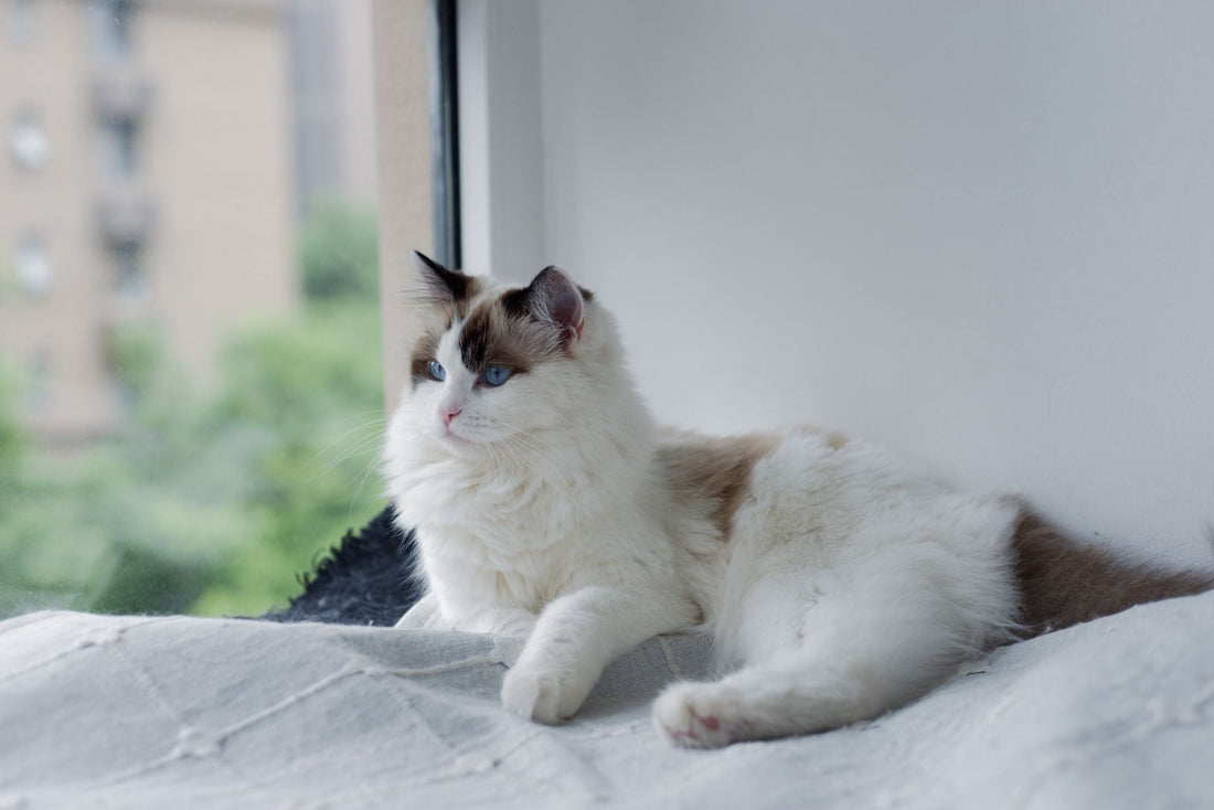 A fluffy white and cream cat with blue eyes resting calmly on a sunny windowsill