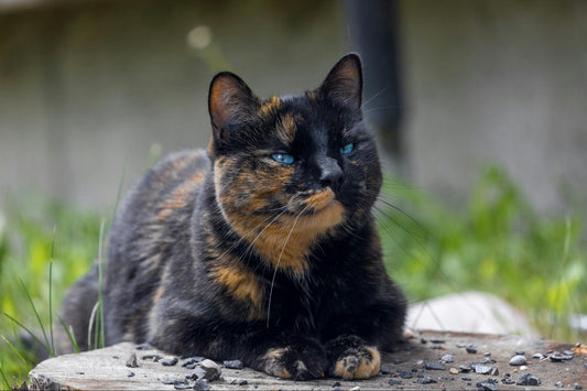 A black and tawny cat with blue eyes lies on the ground