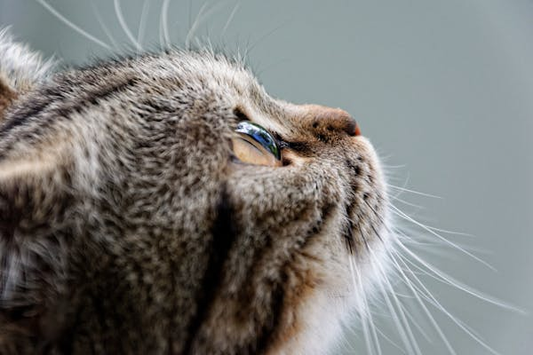 Close-up of tabby cat looking upwards