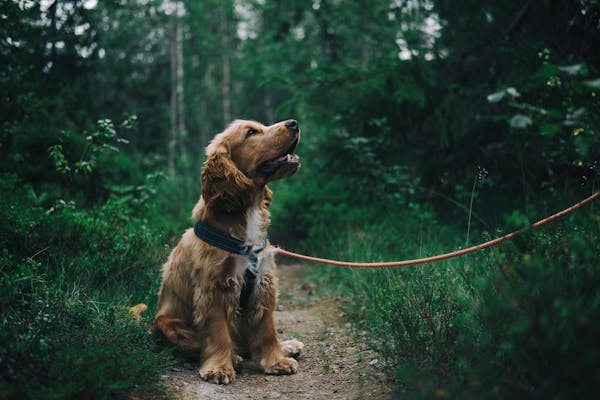 Dog on leash in forrest