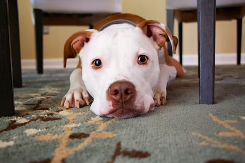 Brown and white dog lying on rug facing camera