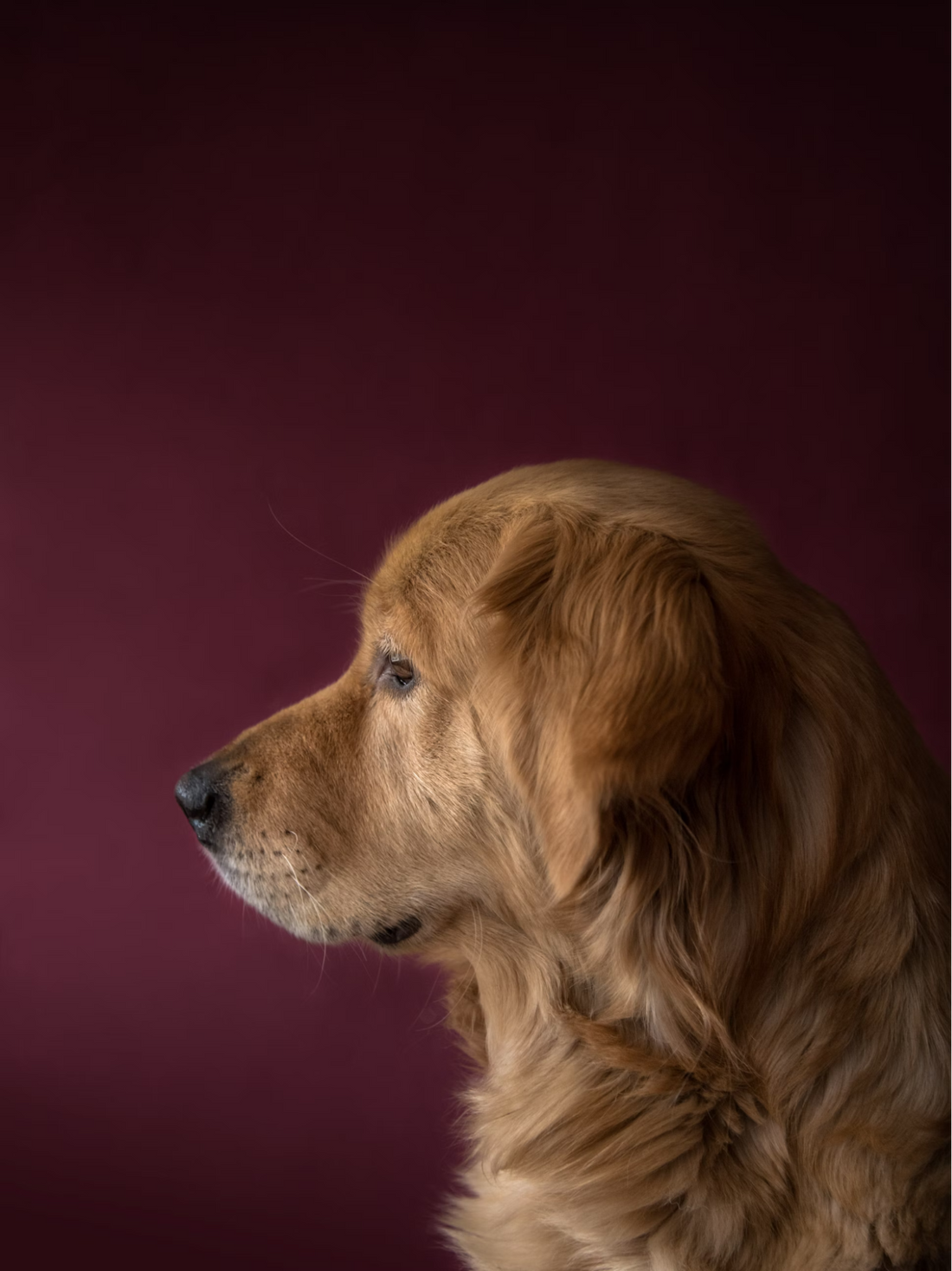 Golden Retriever in profile against maroon background